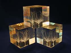 2-Inch Cubes