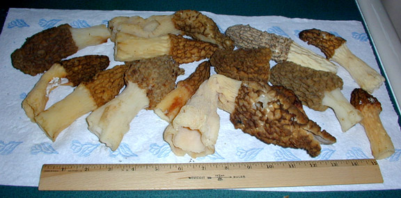 Wild Morels