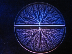 Tree of Life Sculpture, back-to-back arcs