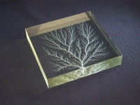 Light Dendritic Discharge